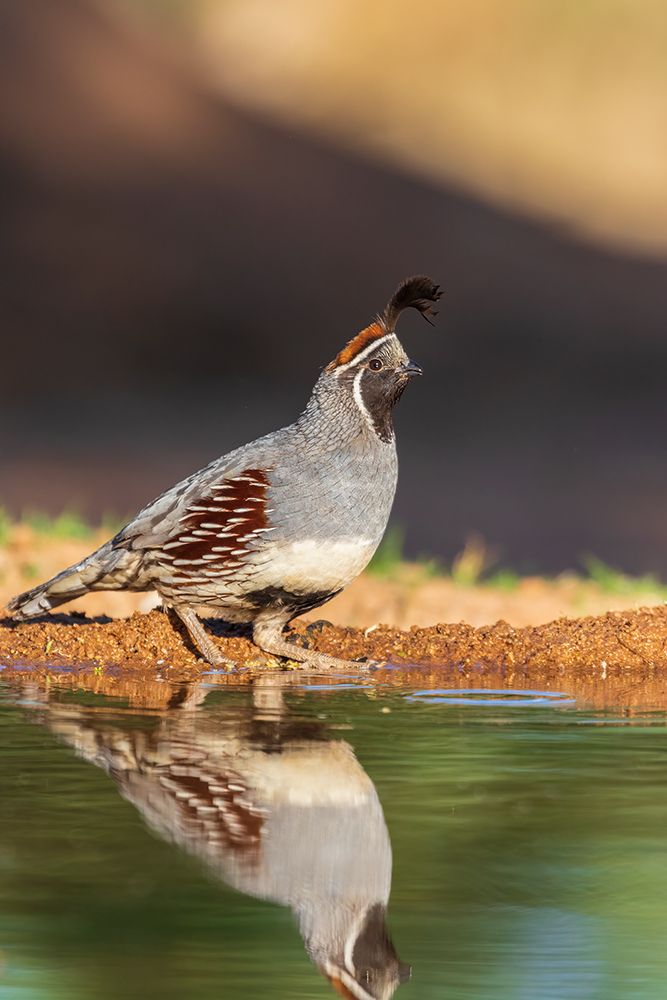 Gambels Quail male at water-Pima County-Arizona